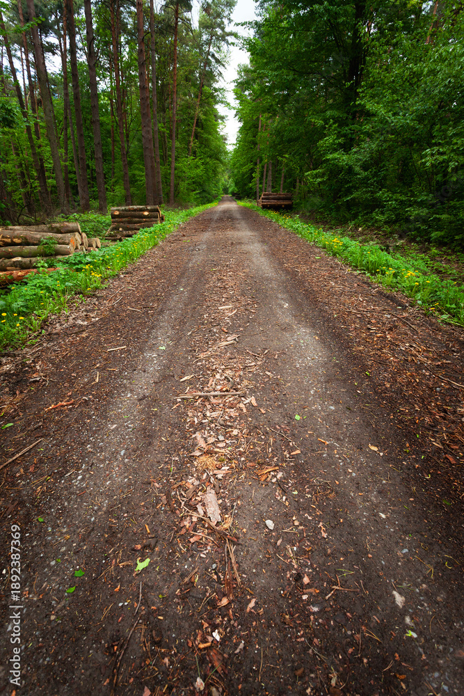 Fototapeta premium A dirt road in a green forest