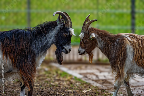 Fotografie Two billy goats confronting each other on a farm