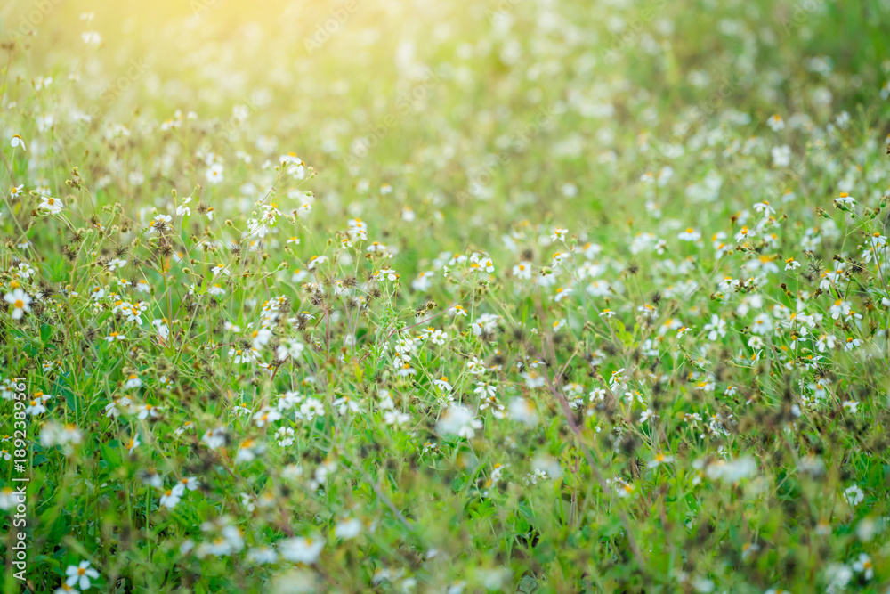 Fototapeta premium Small white wildflowers in green meadow background under golden sun flare