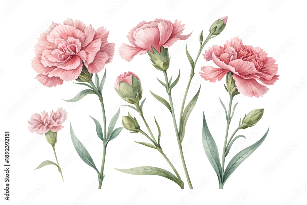 Fototapeta premium Watercolor Carnation Bloom, Delicate Pink Floral Vector pack Illustration Isolated on White