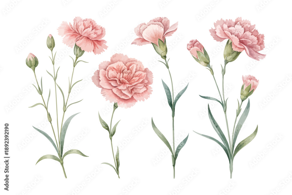 Obraz premium set of Watercolor Carnation Flower Clipart, Soft Pink Floral Art, vector illustration isolated on white background
