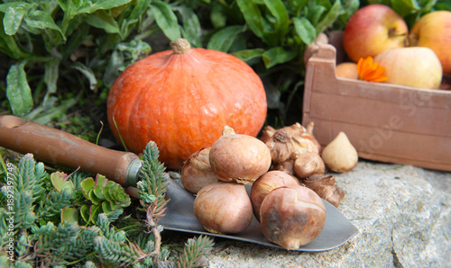 flower bulbs put on a small shovel in front of squash and apples in a garden ...