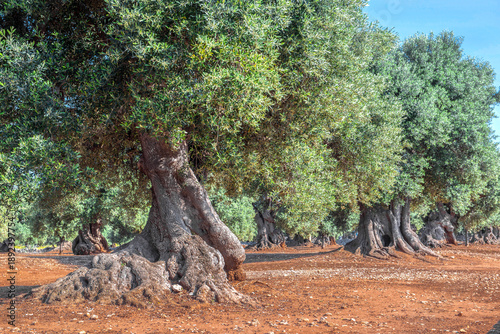 close-up on beautiful old and big olive tree with a twisted trunk anf large f...