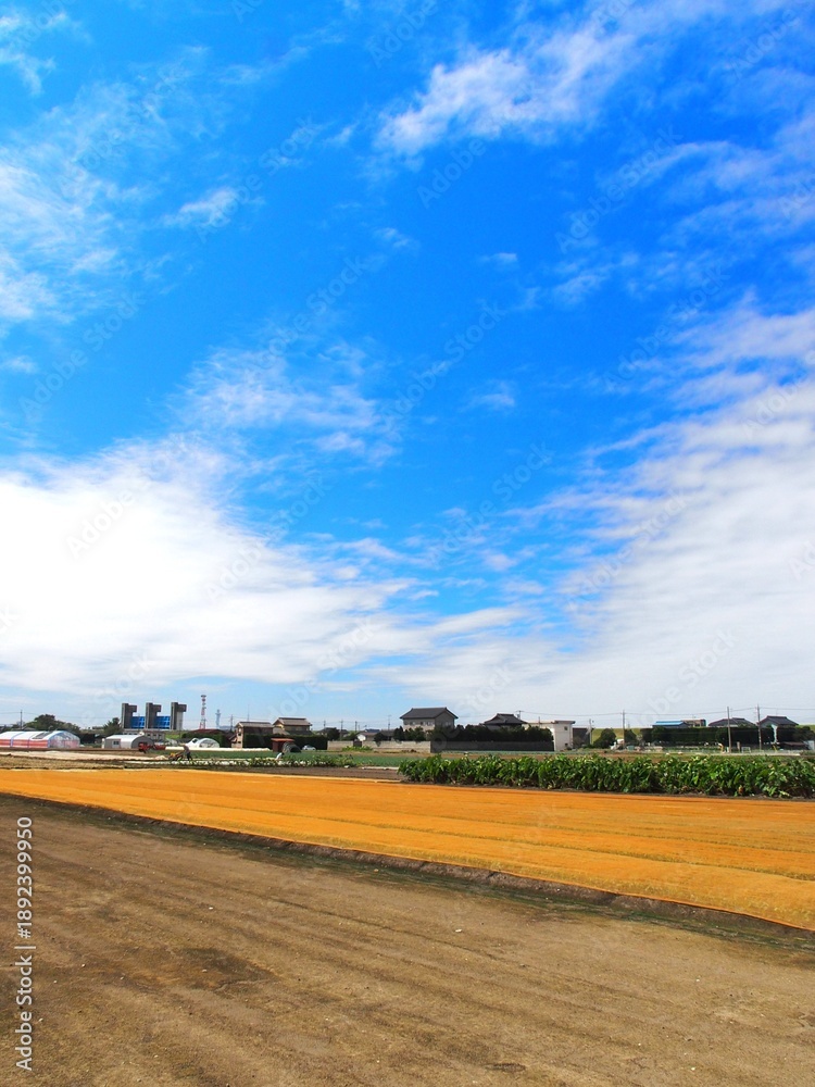 Obraz premium シートの掛けてある秋の朝の野菜畑風景