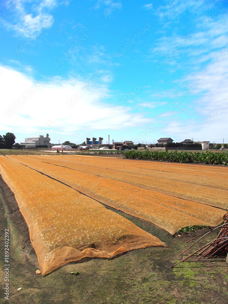 custom made wallpaper toronto digitalシートの掛けてある秋の朝の野菜畑風景