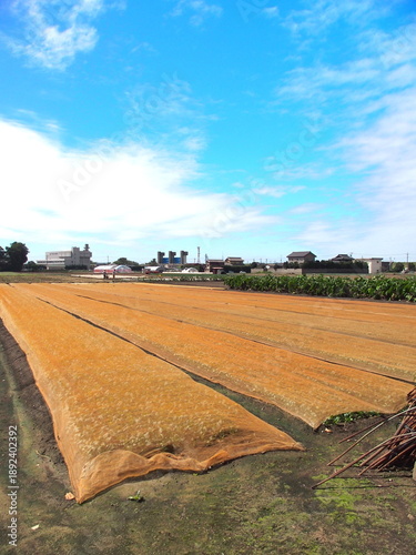 Wallpaper Mural シートの掛けてある秋の朝の野菜畑風景 Torontodigital.ca
