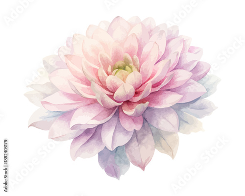 Watercolor Chrysanthemum Flower Art, Soft Floral Watercolor Painting, vector illustration isolated on white background