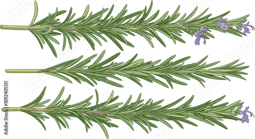Rosemary herb sprig collection with green leaves and flowers botanical vector illustration