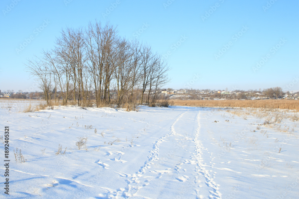 Obraz premium A snowy field with trees