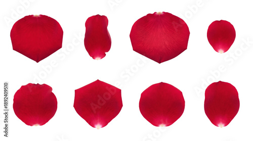 Red rose petal set including eight distinct shapes and sizes isolated. Romantic floral decoration for weddings and love concepts.