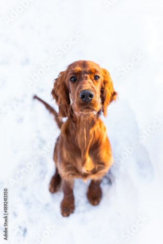 irish setter young female dog with black nose looking upwards with winter snow background portrait 