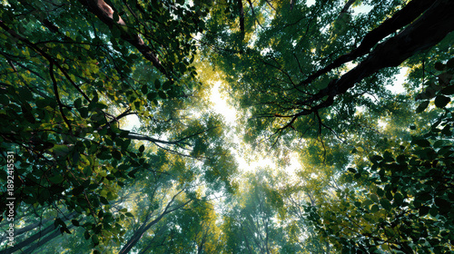 Lush green foliage creates serene atmosphere as soft light filters through forest canopy, casting dappled shadows on ground below, evoking sense of tranquility and peace