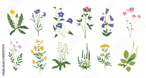 Adobe Illustrator Artwork