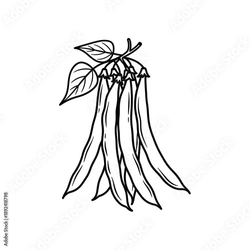 Hand-drawn green beans with leaves on white background