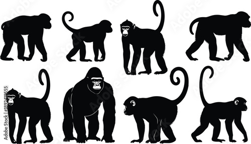 Monkey and gorilla silhouette illustration set, wild primate animals poses, jungle wildlife collection, black vector