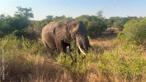 Close-up of adult wild elephant eating green leaves. Wildlife of South Africa in National park