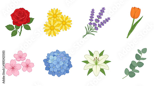 Spring flower collection set including rose, daisy, lavender, tulip, cherry blossom, hydrangea, lily, and eucalyptus isolated. Floral botanical illustration for greeting cards and wedding invitations.