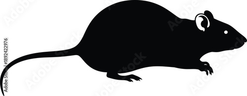 vector illustration of a rat