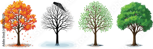 Four seasonal trees showing autumn, winter, spring and summer changes, nature cycle concept vector illustration