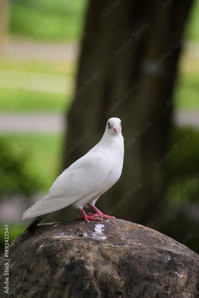 Obraz premium A low-angle, close-up photograph of a white domestic pigeon (Columba livia f. domestica) standing on a stone or concrete ledge with a blurred green background. 