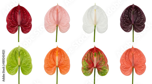 Anthurium flower set including red pink white green orange and purple variants isolated. Tropical flora and botanical decoration.
