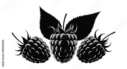 A striking black and white illustration depicts three ripe blackberries with leaves creating a bold silhouette high quality professional detailed
