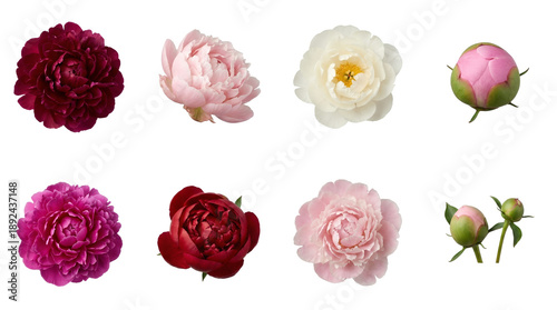 Peony flower set including dark red, pink, white blossoms, and budding stages isolated. Floral collection for wedding and botanical design.