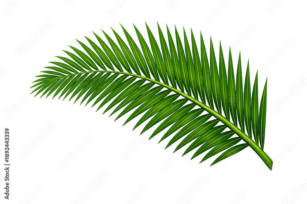 Obraz premium Green tropical palm frond creating a natural, exotic background element during summer vacation, transparent background