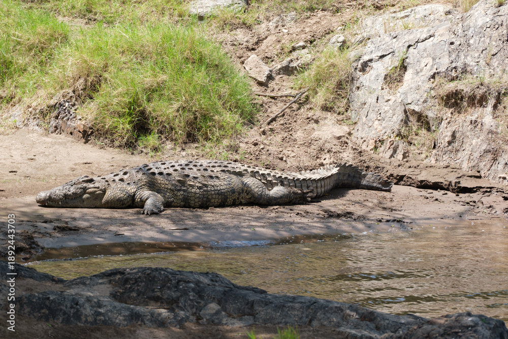 Fototapeta premium Crocodile in the Mara River, Kenya – Nile crocodile in African river wildlife scene.