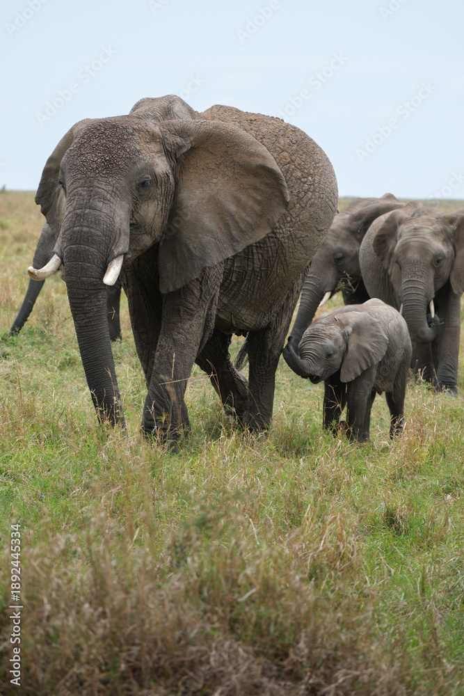Naklejka premium Baby elephant walking in a herd on the African savanna. Horizontal wildlife portrait captured in natural light during a Kenya safari.