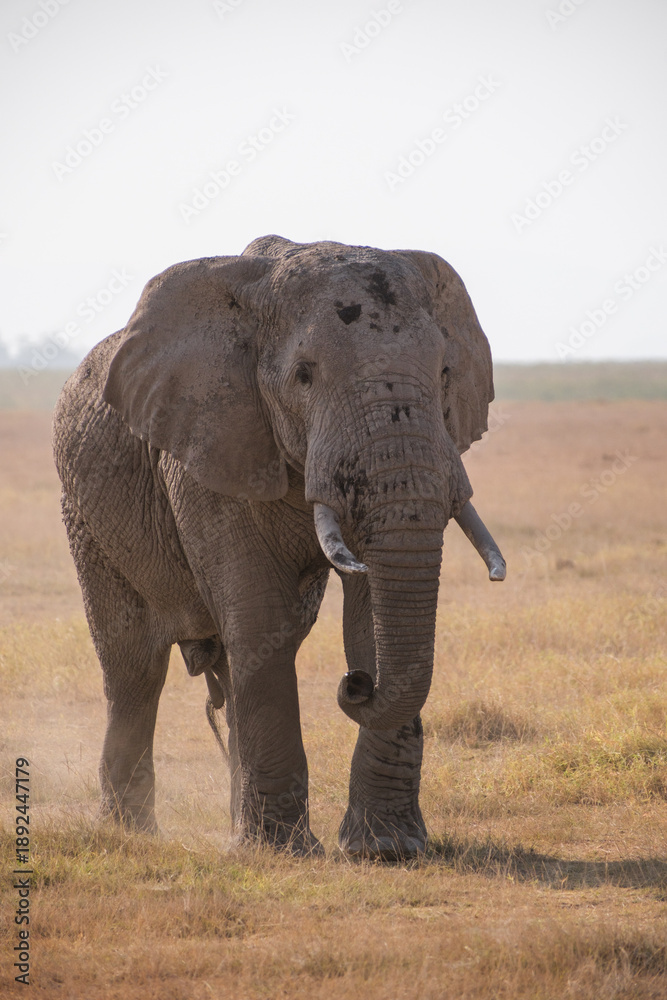 Fototapeta premium African elephant on safari in Amboseli National Park, Kenya. Majestic wildlife portrait captured in natural daylight.