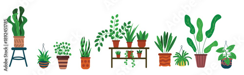 plants in pots vector illustration