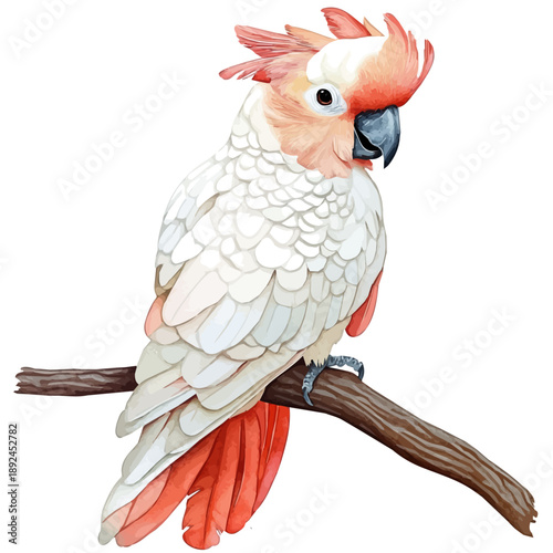 Cockatoo, realistic watercolor illustration vector, isolated on a white background.