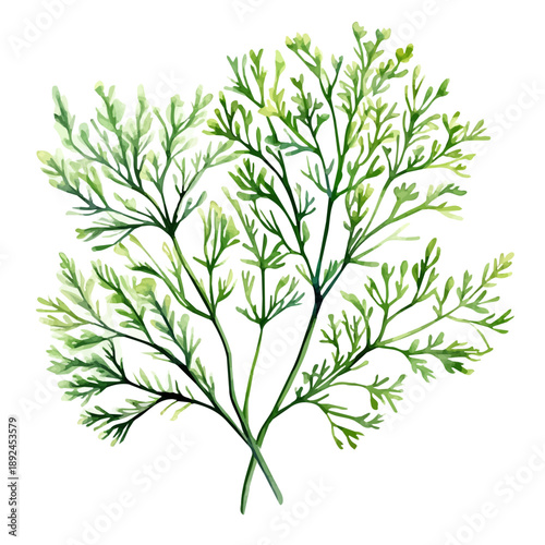 Dill, soft hand-painted watercolor illustration, isolated on a white background.