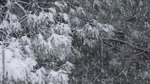 Close view of icy branches and pine needles, all wrapped in deep, powdery winter snow.