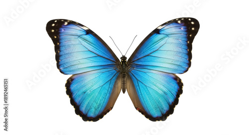 Photos Vibrant blue morpho butterfly isolated PNG on transparent background, detailed t