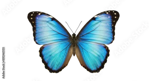 Fototapeta Vibrant blue morpho butterfly isolated PNG on transparent background, detailed tropical insect with iridescent wings for nature designs