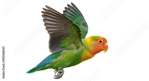 Canvas Print Colorful lovebird parrot flying isolated PNG on transparent background, vibrant
