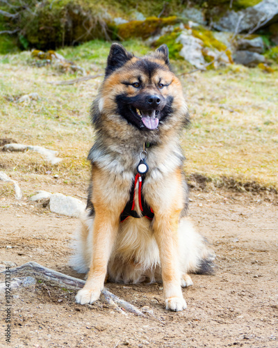 Chien en montagne - aventure et nature