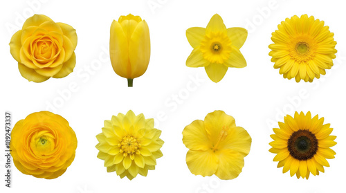 Yellow flower set including rose, tulip, daffodil, gerbera, ranunculus, dahlia, hibiscus, and sunflower isolated. Floral nature collection for design.