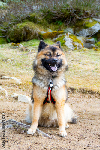 Chien en montagne - aventure et nature