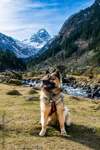 Chien en montagne - aventure et nature