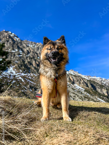 Chien en montagne - aventure et nature