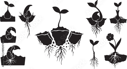 Plant Growth Stages with Roots and Soil Silhouette Illustration