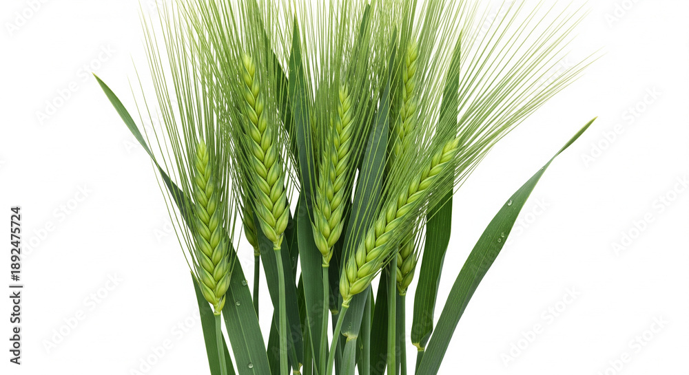 Obraz premium green wheat background