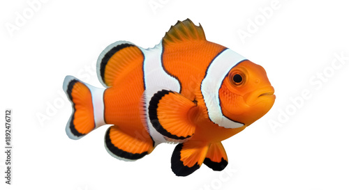 Obraz na płótnie Orange clownfish PNG isolated on transparent background, vibrant tropical reef f