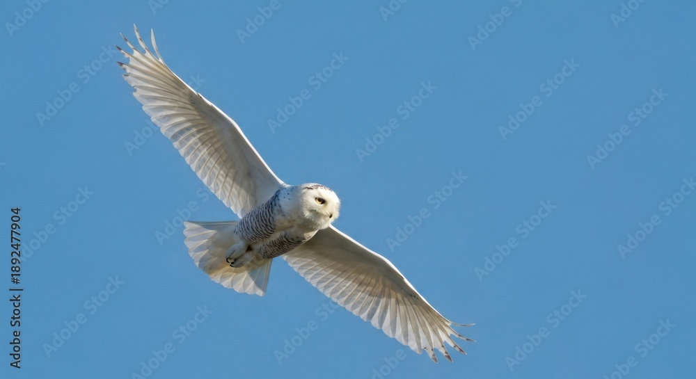 Obraz premium A large white owl with dark spots soars against a clear, bright blue sky