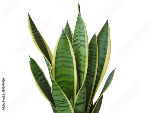 Potted Sansevieria trifasciata indoor plant