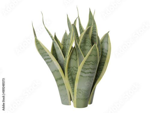Small Sansevieria snake plant in pot