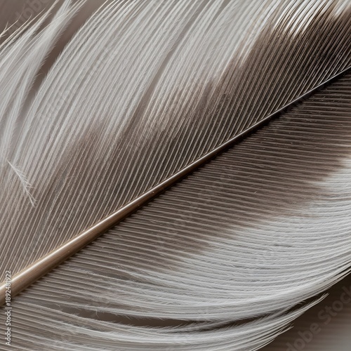 Eagle Feather Texture Macro